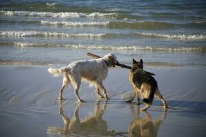 dois cachorros em a de praia foto