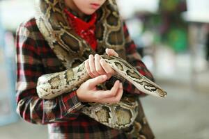 fechar-se do Rapazes mãos voluntário mostrando uma serpente para uma criança e de locação dela toque a serpente segurando uma real bola Pitão foto