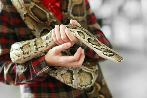 fechar-se do Rapazes mãos voluntário mostrando uma serpente para uma criança e de locação dela toque a serpente segurando uma real bola Pitão foto