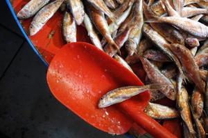 comida de peixe em uma barraca de peixaria foto