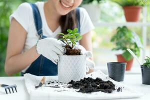 lindo ásia mulher fêmea plantar e levar Cuidado árvores dentro vasos de flores Como passatempo e relaxar. plantar vendas pequeno negócios. casa jardim, selva, jardineiro, flor decoração, verde, feliz estilo de vida dentro casa foto