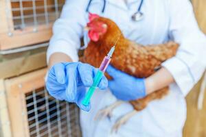 mulher veterinária com seringa segurando e injetando frango no fundo do rancho. galinha nas mãos do veterinário para vacinação na fazenda ecológica natural. cuidados com animais e conceito de agricultura ecológica. foto