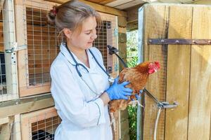 feliz jovem veterinária com estetoscópio segurando e examinando frango no fundo do rancho. galinha nas mãos do veterinário para check-up na fazenda ecológica natural. cuidados com animais e conceito de agricultura ecológica. foto