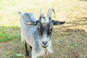 bonitinho relaxante na fazenda em dia de verão. cabras domésticas pastando em pastagens e mastigando, fundo rural. cabra na fazenda ecológica natural crescendo para dar leite e queijo. foto