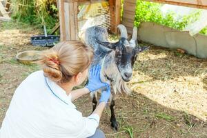 jovem veterinária com estetoscópio segurando e examinando cabra no fundo do rancho. cabra jovem com mãos de veterinário para check-up na fazenda ecológica natural. cuidados com animais e conceito de agricultura ecológica. foto