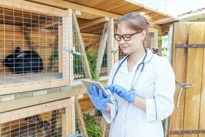 mulher veterinária com computador tablet verificando o estado de saúde animal no fundo do rancho do celeiro. médico veterinário check up coelho na fazenda eco natural. cuidados com animais e conceito de pecuária ecológica. foto