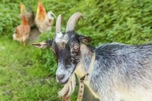 cabra e frango ao ar livre na fazenda de animais orgânicos pastando livremente no quintal no fundo do rancho. galinha galinhas cabra doméstica pastam no pasto. pecuária moderna, agricultura ecológica. direito dos animais. foto