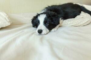 retrato engraçado de bonitinho sorridente cachorrinho border collie na cama em casa foto