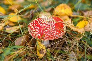 cogumelo alucinógeno tóxico voa agárico e folhas amarelas na grama na floresta de outono. vermelho venenoso amanita muscaria fungo macro close-up em ambiente natural. paisagem de outono natural inspiradora. foto