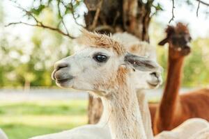 alpaca bonito com cara engraçada relaxante no rancho em dia de verão. alpacas domésticas pastando no pasto em fundo de campo de fazenda eco natural. cuidados com animais e conceito de agricultura ecológica foto