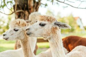 alpaca bonito com cara engraçada relaxante no rancho em dia de verão. alpacas domésticas pastando no pasto em fundo de campo de fazenda eco natural. cuidados com animais e conceito de agricultura ecológica foto