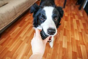 retrato engraçado de bonitinho smilling cachorrinho border collie segurando a bola de brinquedo na boca. novo membro adorável da família cachorrinho em casa brincando com o dono. conceito de cuidados e animais de estimação. foto