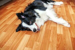 engraçado retrato do sorrindo cachorro cachorro fronteira collie deitado em chão dentro de casa. Novo adorável membro do família pequeno cachorro às casa olhando e esperando. animal Cuidado e animal vida quarentena conceito. foto