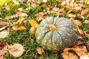 fundo outonal. outono outono abóbora em folhas secas de outono fundo do jardim ao ar livre. outubro setembro papel de parede mudança de estações maduro comida orgânica conceito festa de halloween dia de ação de graças. foto