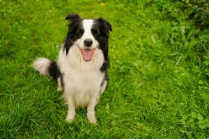 retrato ao ar livre de lindo sorridente cachorrinho border collie sentado no fundo do parque. cachorrinho com cara engraçada no dia ensolarado de verão ao ar livre. cuidados com animais de estimação e conceito de vida de animais engraçados. foto