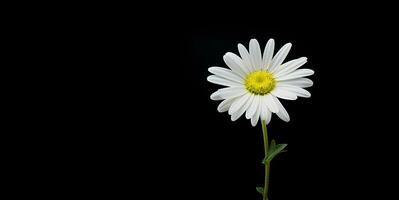 lindo margarida flor em branco espaço fundo, ai generativo foto