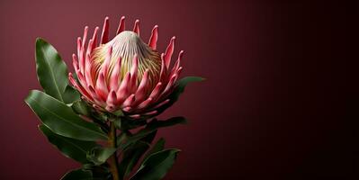 lindo protea flor macro em branco espaço, ai generativo foto