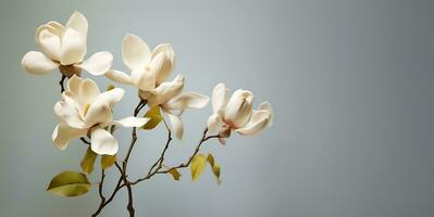 lindo jasmim flor macro em branco espaço, ai generativo foto