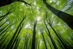 faia árvores floresta dentro cedo Primavera , generativo ai. foto