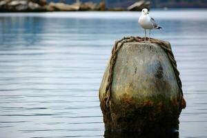 uma gaivota poleiros em uma resistido bóia foto