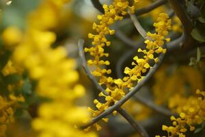 uma fechar acima do uma dna estrutura com amarelo flores foto