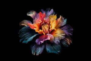 uma colorida flor é exibido em uma Preto background foto