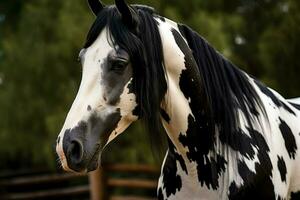 uma cavalo com uma Preto juba e branco marcações em Eu foto