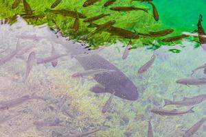 plitvice lagos parque nacional peixes subaquáticos em águas claras da Croácia.