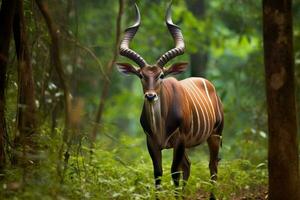 nacional animal do central africano república foto
