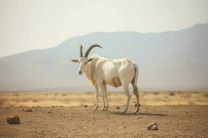 nacional animal do djibouti foto