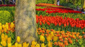 Narcisos de tulipas coloridas em Keukenhof Park lisse Holanda.