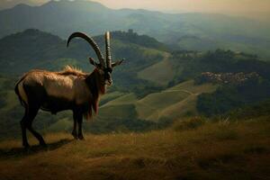 nacional animal do grande ducado do Toscana a foto