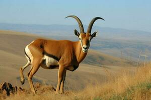 nacional animal do Lesoto foto