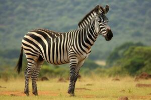 nacional animal do malawi foto