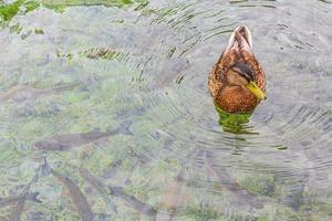 patos peixes turquesa água plitvice lagos parque nacional croácia. foto