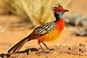 nacional pássaro do Namíbia foto