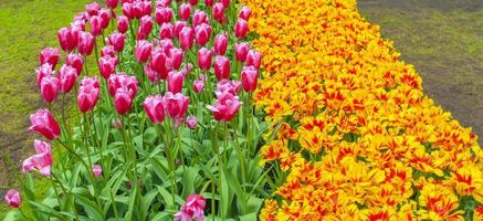Narcisos de tulipas coloridas em Keukenhof Park lisse Holanda.