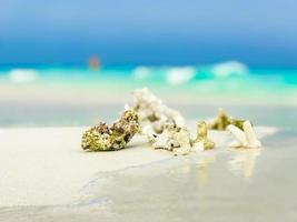 corais de areia branca da praia e conchas nas maldivas do atol de rasdhoo. foto