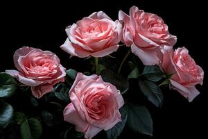 rosas cor de rosa em um fundo preto foto