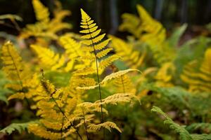 amarelo outono samambaia galhos dentro verde floresta foto