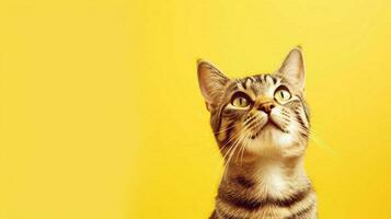uma gato com uma amarelo fundo foto