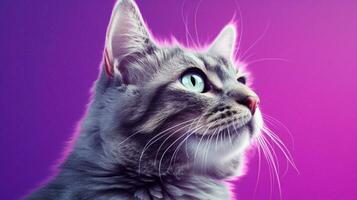 uma gato com uma roxa fundo e roxa backgro foto