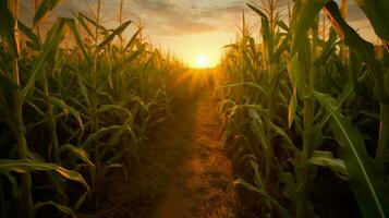 uma milho campo com a Sol brilhando em isto foto