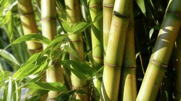 bambu é uma plantar este é usava dentro muitos maneiras foto