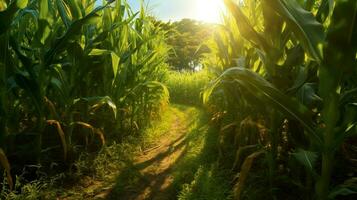 milho campo com a Sol brilhando através a sair foto