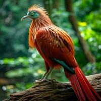 nacional pássaro do Bangladesh Alto qualidade 4k ultra foto