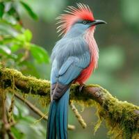 nacional pássaro do Congo livre Estado a Alto qualidade foto