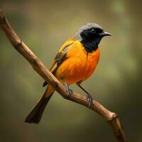 nacional pássaro do laranja livre Estado Alto qualidade foto