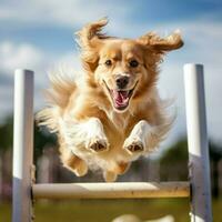 uma gracioso cachorro saltando sobre obstáculos foto