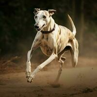 uma gracioso galgo correndo às cheio Rapidez foto